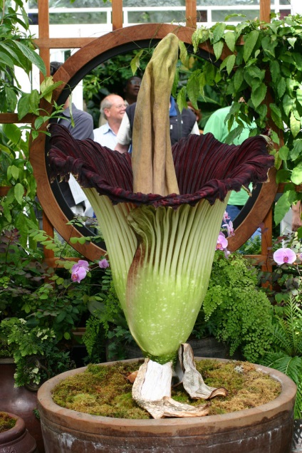 Amorphophallus titanic - o plantă frumoasă cu un miros rău - portalul turistic - lumea este frumoasă!