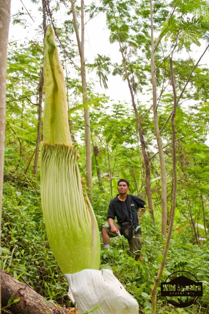 Amorphophallus titanic - o plantă frumoasă cu un miros rău - portalul turistic - lumea este frumoasă!