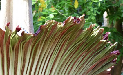 Amorphophallus titanic - o plantă frumoasă cu un miros rău - portalul turistic - lumea este frumoasă!