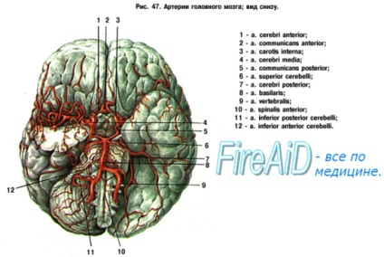 Anatomia ramificației arterei maxilare