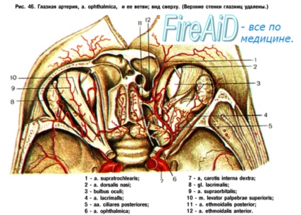 Anatomia ramificației arterei maxilare