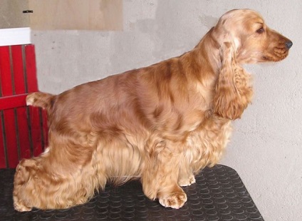 English Cocker Spaniel - Specimenul rasei - blog al Clinicii Vet - Belant