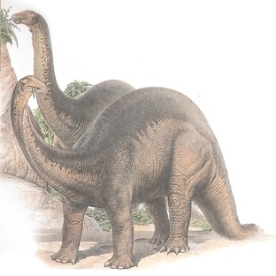 Apatosaurus, Brontosaurus, dinozauri, perioada jurasică, totul despre dinozauri