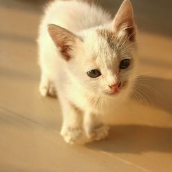 Artrita la pisici simptome, cauze, grija unei pisici - totul despre pisici si pisici cu dragoste