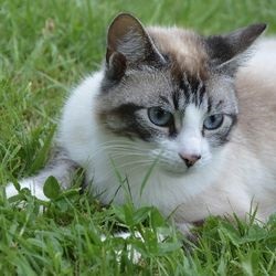 Artrita la pisici simptome, cauze, grija unei pisici - totul despre pisici si pisici cu dragoste