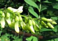 Astragalus membranos terapeutic și proprietăți utile ale rădăcinii, extractului, contraindicațiilor astragalus,