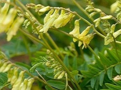 Astragalus membranous - proprietăți medicinale și contraindicații