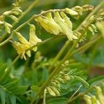 Astragalus корен ципести лекарствен свойства, подготовка, кандидатстване, снимки, видео