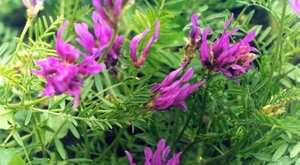 Astragalus proprietăți terapeutice membranoase ale rădăcină, pregătire, aplicare, foto, video