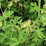 Astragalus proprietăți terapeutice membranoase ale rădăcină, pregătire, aplicare, foto, video