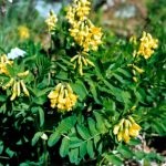 Astragalus proprietăți terapeutice membranoase ale rădăcină, pregătire, aplicare, foto, video