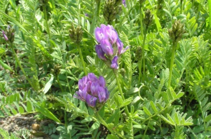 Astragalus proprietăți terapeutice membranoase ale rădăcină, pregătire, aplicare, foto, video