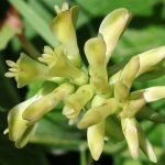 Astragalus proprietăți terapeutice membranoase ale rădăcină, pregătire, aplicare, foto, video