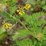 Astragalus proprietăți terapeutice membranoase ale rădăcină, pregătire, aplicare, foto, video