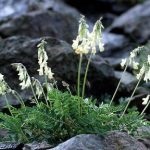 Astragalus proprietăți terapeutice membranoase ale rădăcină, pregătire, aplicare, foto, video