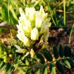 Astragalus proprietăți terapeutice membranoase ale rădăcină, pregătire, aplicare, foto, video