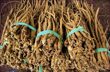 Astragalus proprietăți terapeutice membranoase ale rădăcină, pregătire, aplicare, foto, video