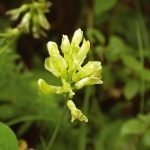 Astragalus proprietăți terapeutice membranoase ale rădăcină, pregătire, aplicare, foto, video