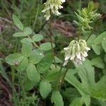 Astragalus proprietăți terapeutice membranoase ale rădăcină, pregătire, aplicare, foto, video