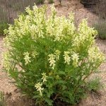 Astragalus proprietăți terapeutice membranoase ale rădăcină, pregătire, aplicare, foto, video