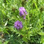 Astragalus proprietăți terapeutice membranoase ale rădăcină, pregătire, aplicare, foto, video