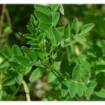 Astragalus proprietăți terapeutice membranoase ale rădăcină, pregătire, aplicare, foto, video