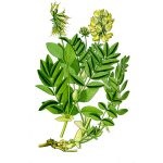 Astragalus proprietăți terapeutice membranoase ale rădăcină, pregătire, aplicare, foto, video