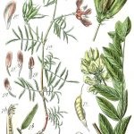 Astragalus proprietăți terapeutice membranoase ale rădăcină, pregătire, aplicare, foto, video