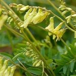 Astragalus корен ципести лекарствен свойства, подготовка, кандидатстване, снимки, видео