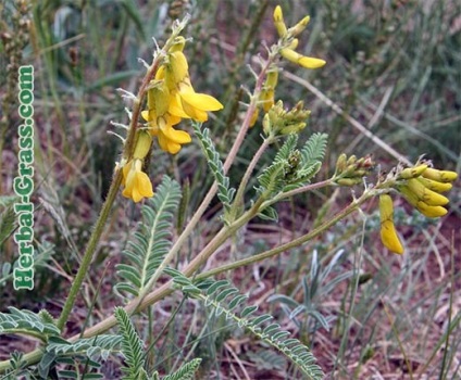 Astragalus membranous - proprietăți medicinale, utilizare, contraindicații