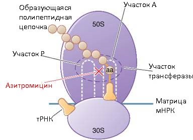 Azitromicină - utilizare, efecte secundare și forme disponibile