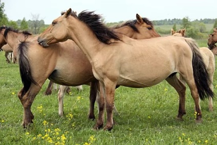 Descrierea calului Bashkir, exteriorul, aplicarea rasei