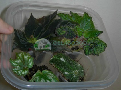 Begonia tiger - caracteristici de reproducere și îngrijire