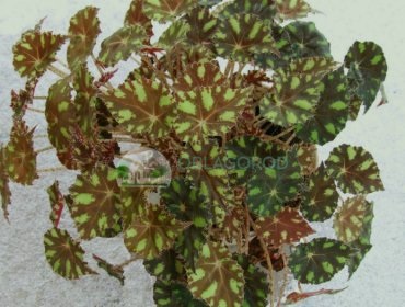 Begonia tiger - caracteristici de reproducere și îngrijire