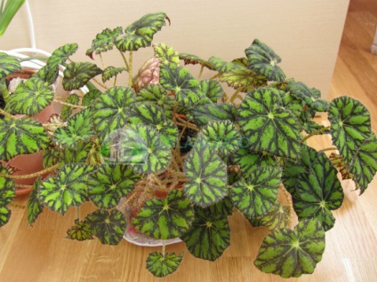 Begonia tiger - caracteristici de reproducere și îngrijire