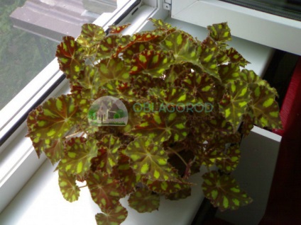 Begonia tiger - caracteristici de reproducere și îngrijire