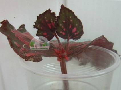 Begonia tiger - caracteristici de reproducere și îngrijire