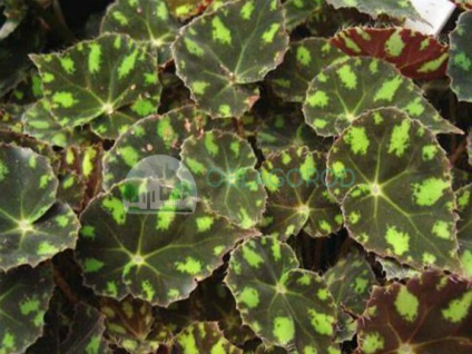 Begonia tiger - caracteristici de reproducere și îngrijire