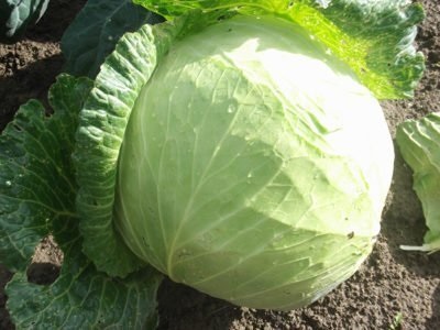 Varză albă - toate informațiile despre o legume cunoscute de mult timp