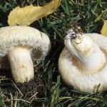 Whiting sau pistru alb descriere și aspect, colectarea de ciuperci