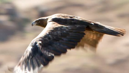 Vulturul de vultur, animale