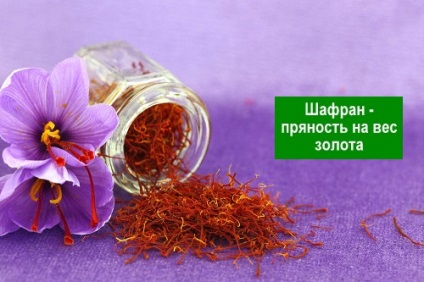 Saffron fără preț - longevitate sănătoasă