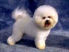 Bichon Frise Tenerife bichon bichon frize (bee-shahn-free-zay)