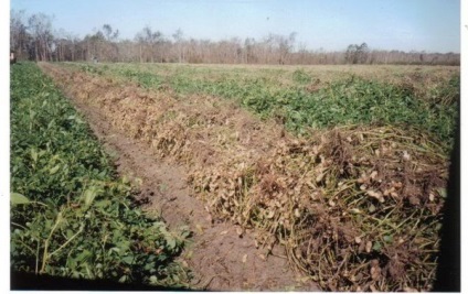 Idee de afaceri pentru cultivarea arahidei, culinare!