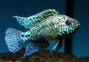 Blue dempsey - pește de acvariu din familia cichlidelor