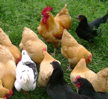 Boli ale găinilor ouătoare necesită atenție