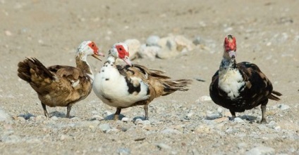 Betegségek a pézsma kacsa - tünetek és kezelés