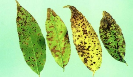 Boli ale plantelor fructifere fyllosticosis și coccomicosis