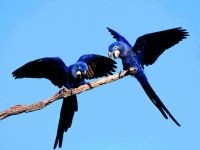 Marele soldat macaw, ara verde (ara ambigua) ara mare verde, biologie, descriere,