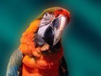 Marele soldat macaw, ara verde (ara ambigua) ara mare verde, biologie, descriere,